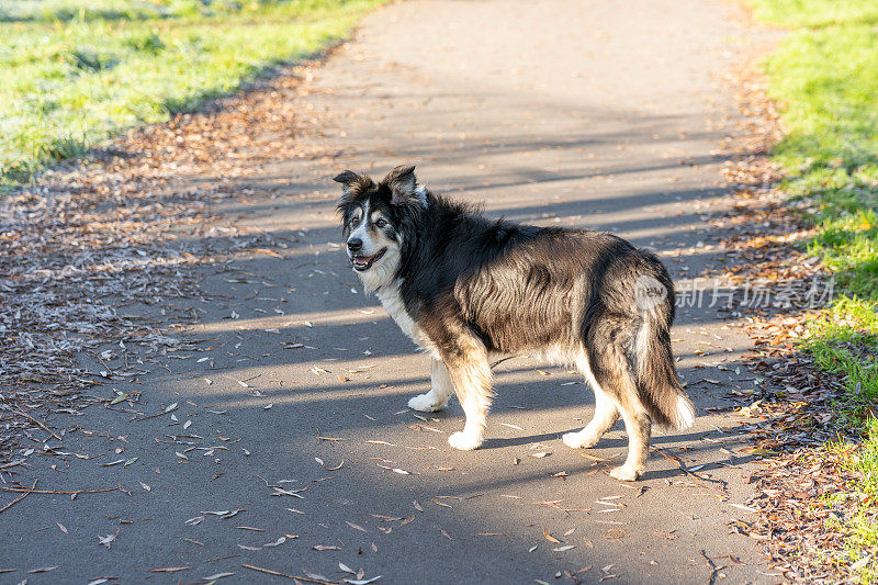 高级边境牧羊犬近距离肖像