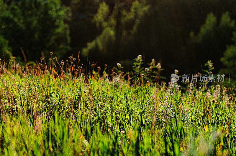 高大的野草和夏日阳光下的森林