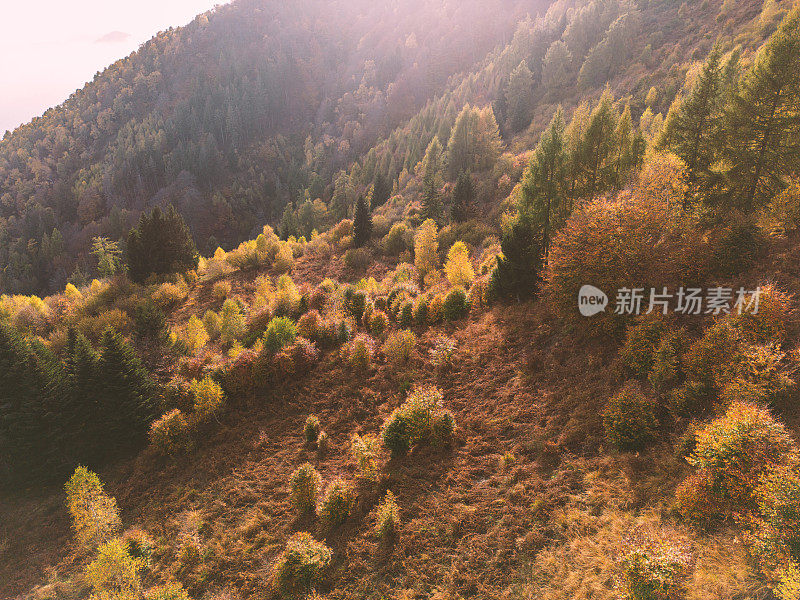 无人机鸟瞰图:彩色混合秋天森林空中背景