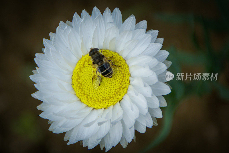 稻草花上的蜜蜂