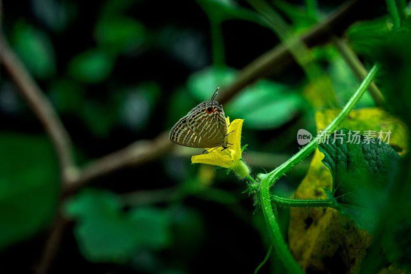 特写镜头的蝴蝶在黄色的花孤立在一个模糊的背景