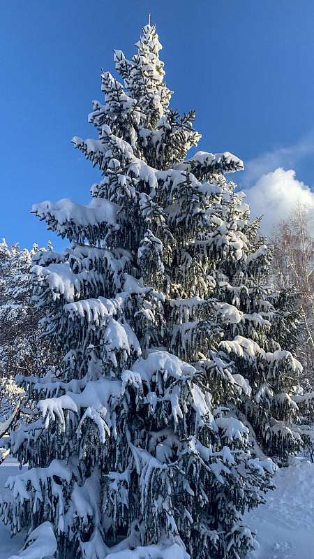 冷杉树在雪在森林在明亮的阳光