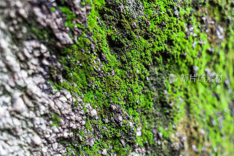 苔藓生长在岩石上。