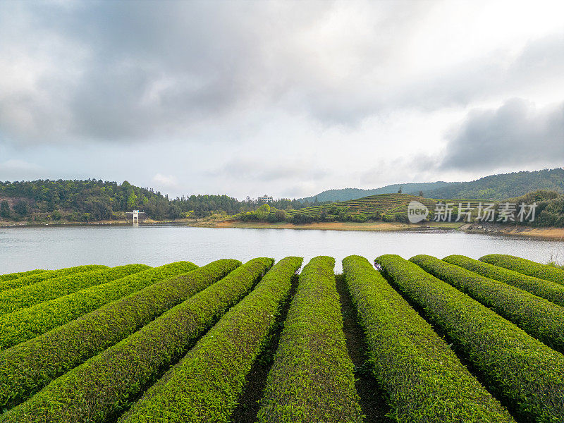 河岸上的茶园