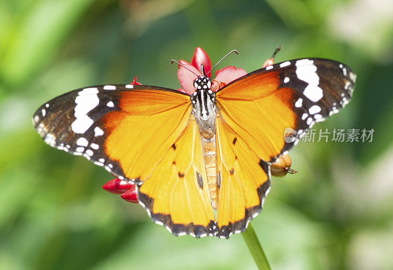 蝴蝶喝花汁——动物行为。