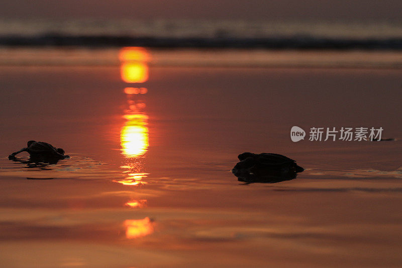 一只小乌龟爬回了亚齐岛的大海