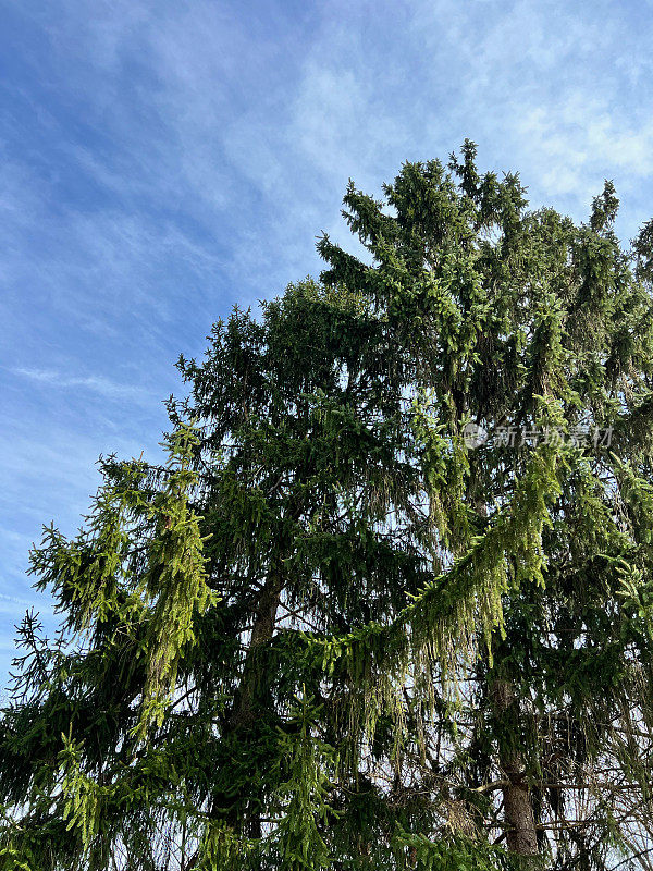 挪威云杉树和蓝天