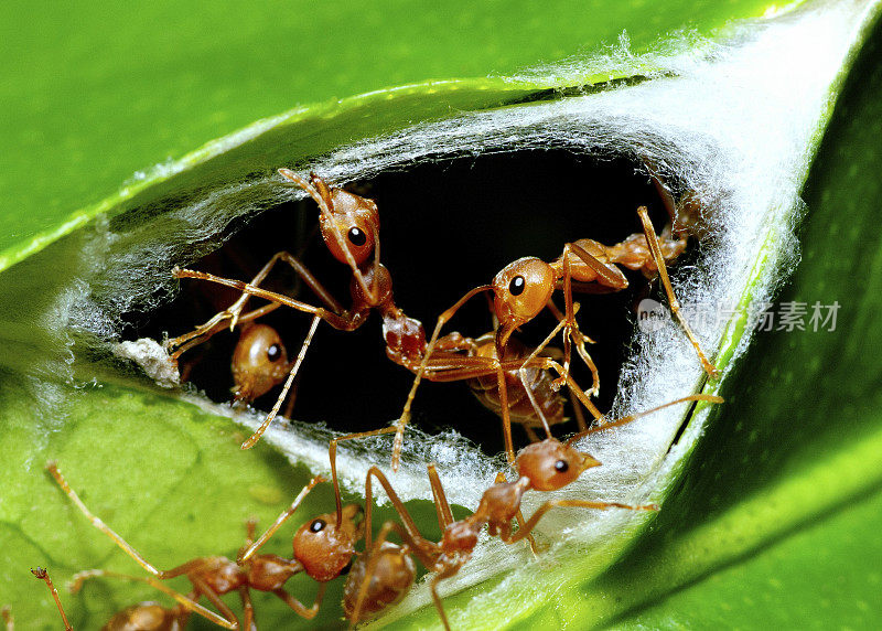 蚂蚁用下颌骨筑窝——动物行为。