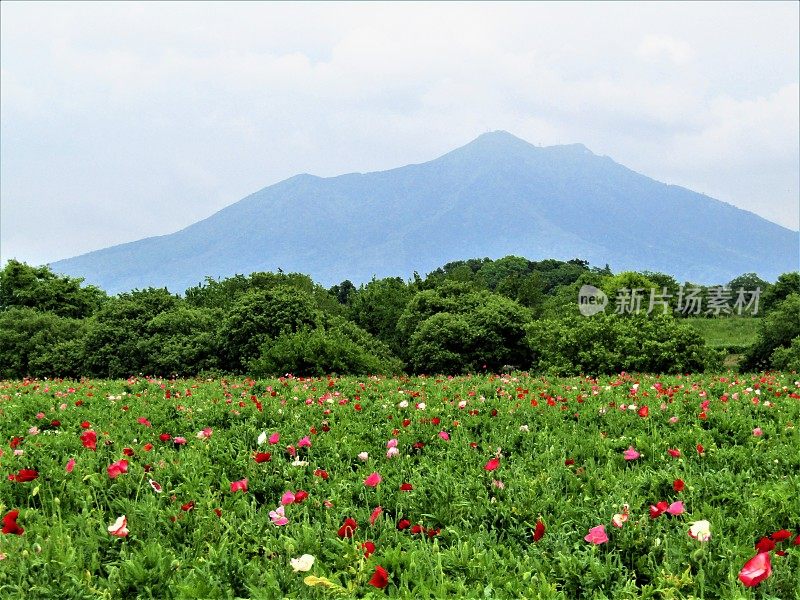 日本。五月筑波山下的罂粟田。