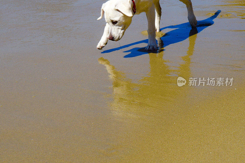 海滩上的拉布拉多猎犬