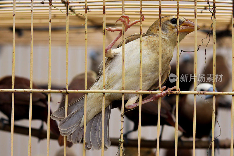 在笼子里的白头鸟的特写照片。