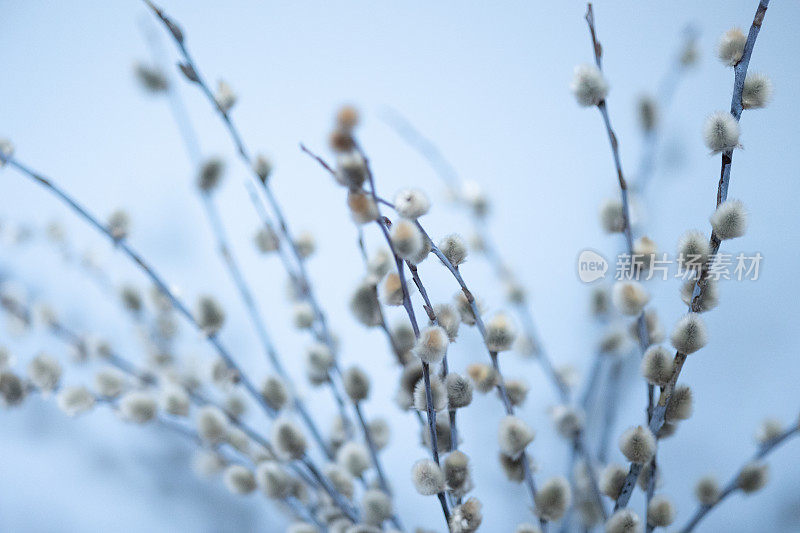 蓝色背景柳絮