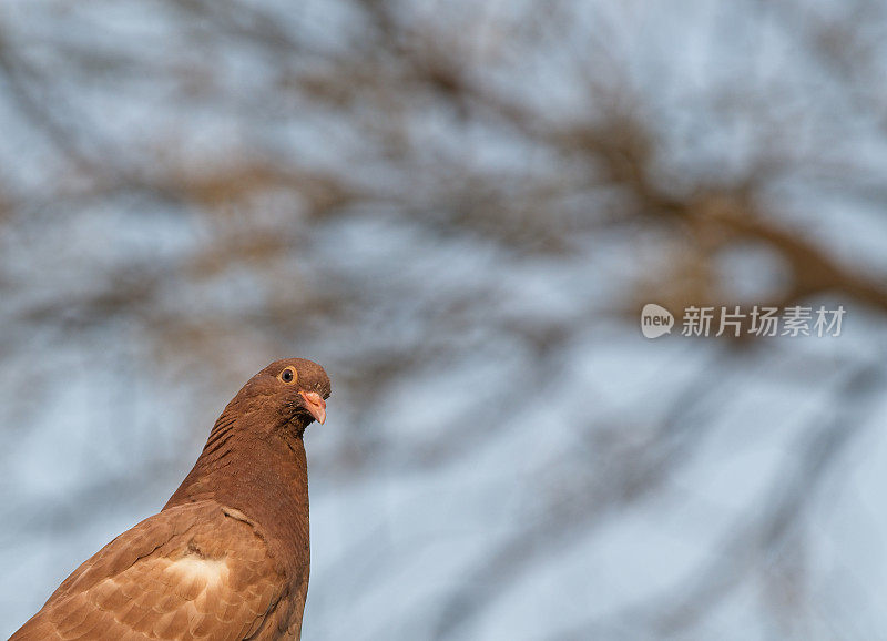 鸽子