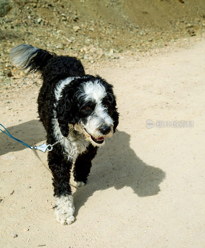 葡萄牙水犬