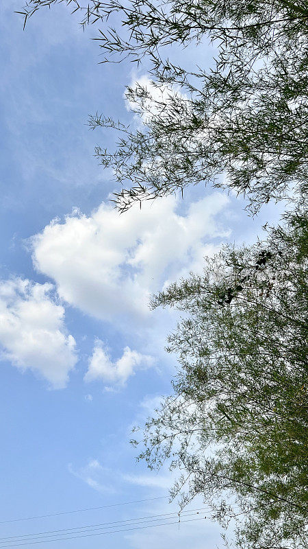 青翠的竹叶树映在蓝天上
