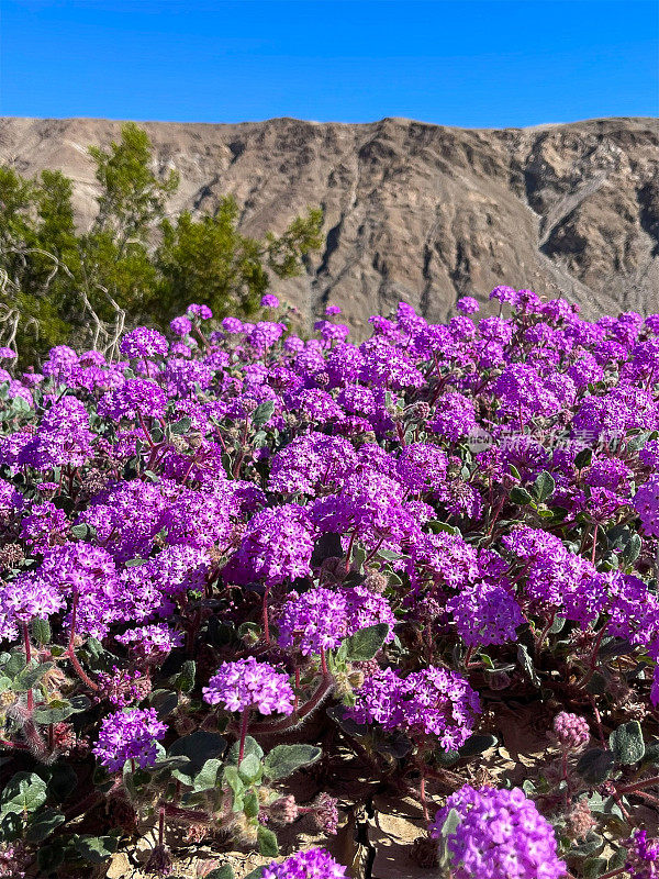 加州安扎·博雷戈沙漠州立公园的野花