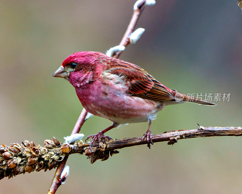 紫雀图片。雄性雀的特写侧视图，栖息在树枝上，展示红色的羽毛，在其环境中有模糊的彩色背景