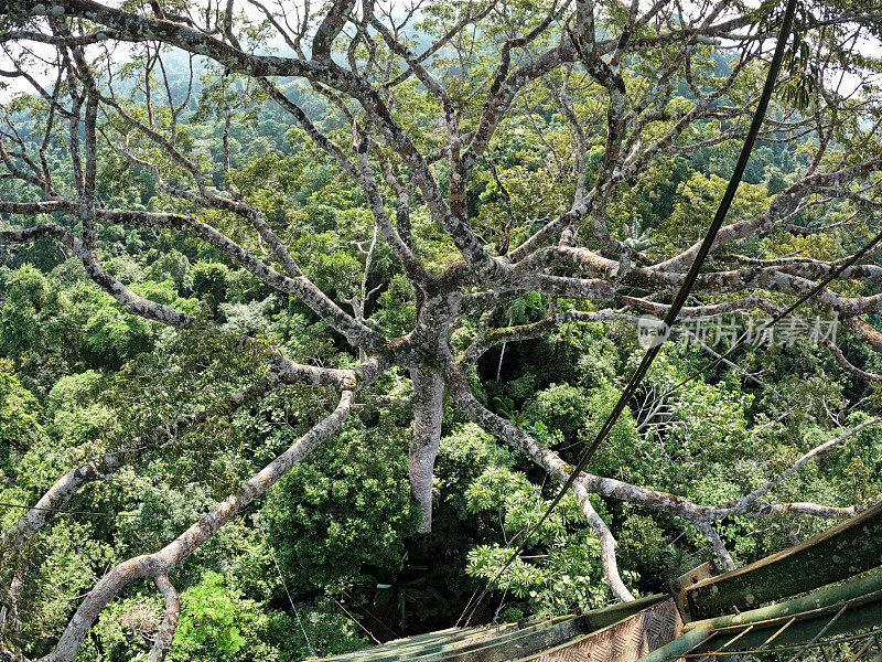 亚马逊雨林树