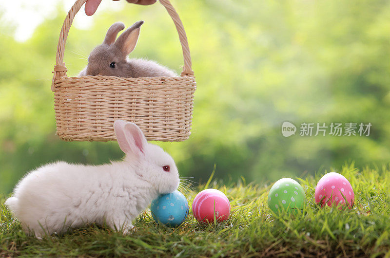 小白兔和小灰兔在绿草地上玩着五颜六色的彩蛋