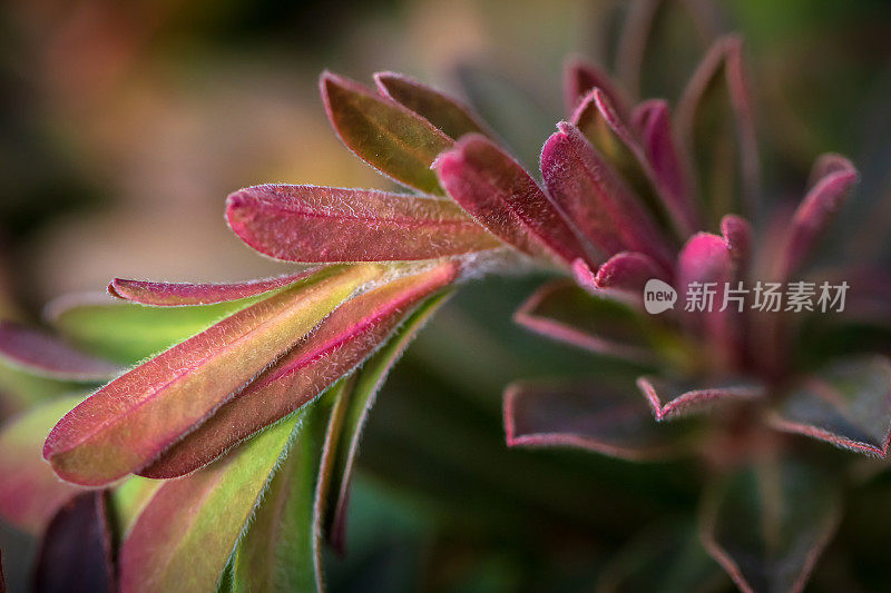 植物特写