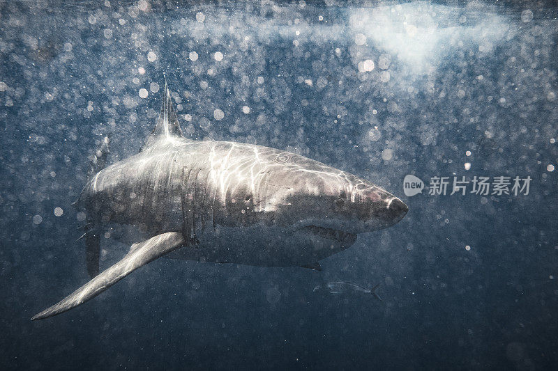 凶险的大白鲨在浑浊的水中游过