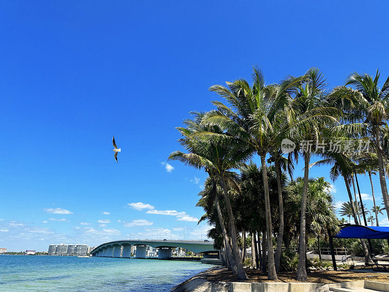 棕榈树和萨拉索塔湾清澈湛蓝的海水美景