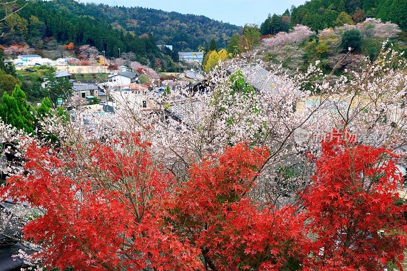 四季樱花公园在大原，日本，爱知县，丰田，爱知县