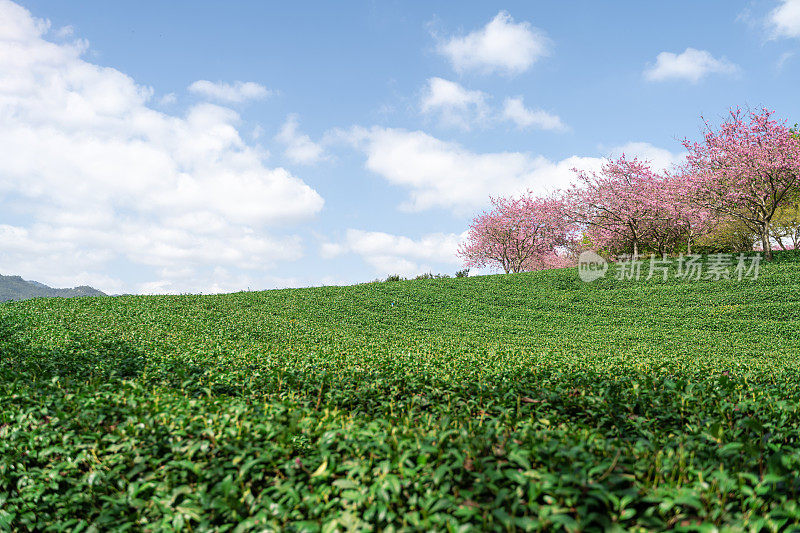 美丽的樱花有机茶园