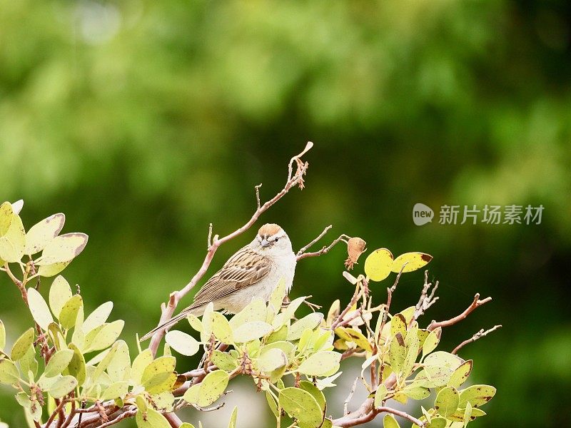 凿麻雀