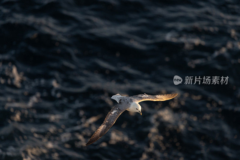 怒吼的海鸟在海面上低空翱翔