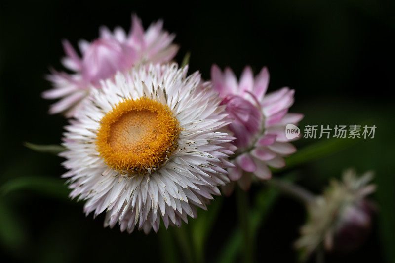 草花，苞片干菊花