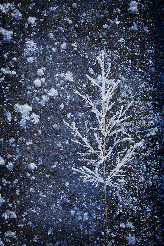 创造性的冰冬天背景与植物在雪和霜。