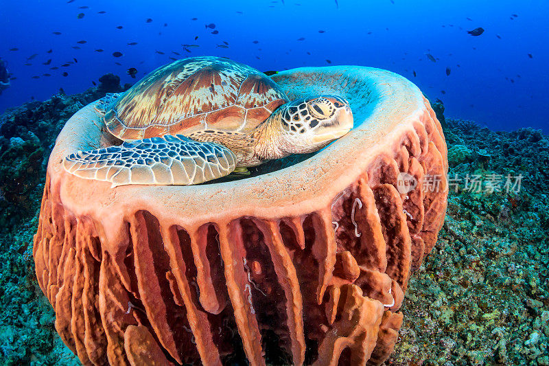 海龟在一个大海绵桶上休息