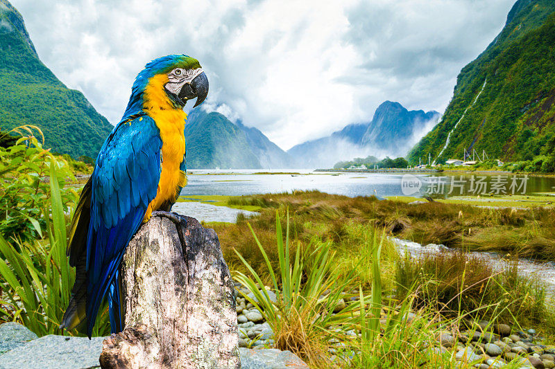 色彩斑斓的金刚鹦鹉给大自然带来美丽