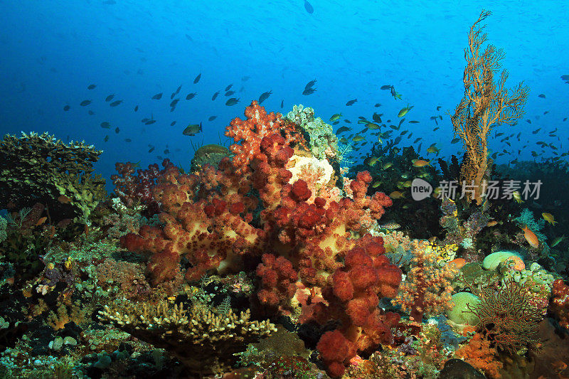 拉贾·安帕特·珊瑚礁