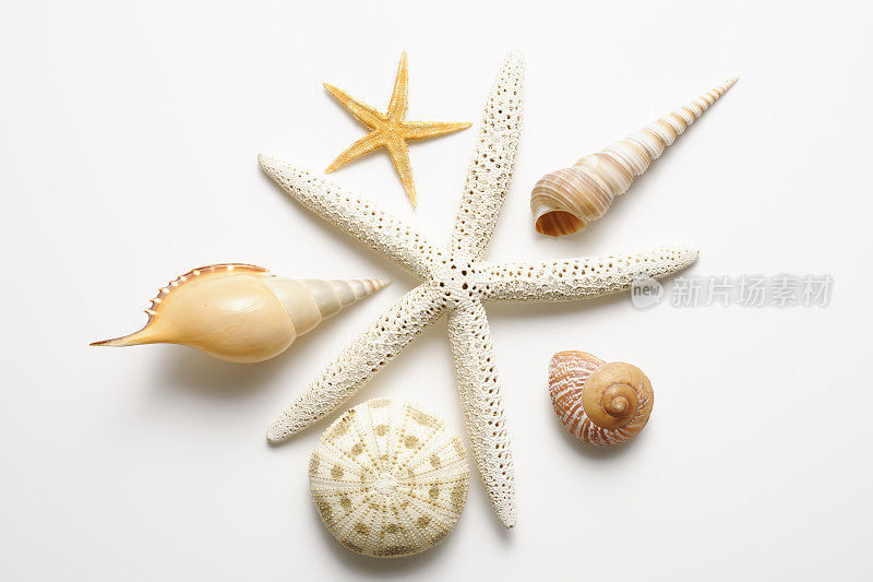 白色的手指海星和贝壳在白色的背景