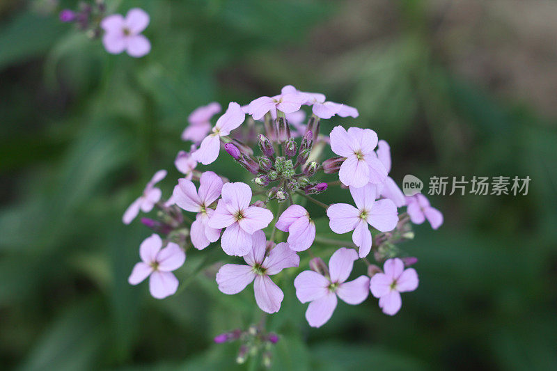 紫野花(火箭女郎)