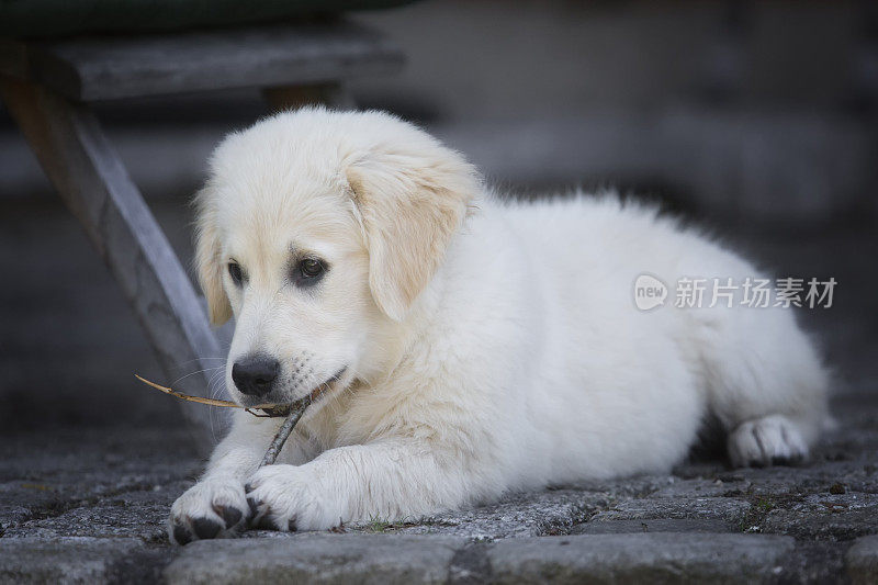 金毛寻回犬的小狗在啃一根棍子