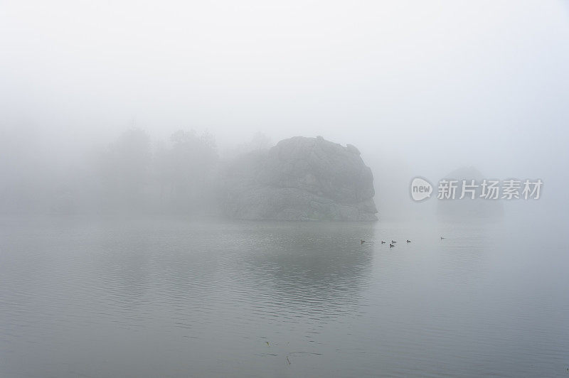 雾湖上的鸭子