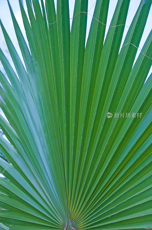 棕榈叶的特写-原产于百慕大。