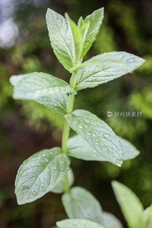 新鲜的薄荷