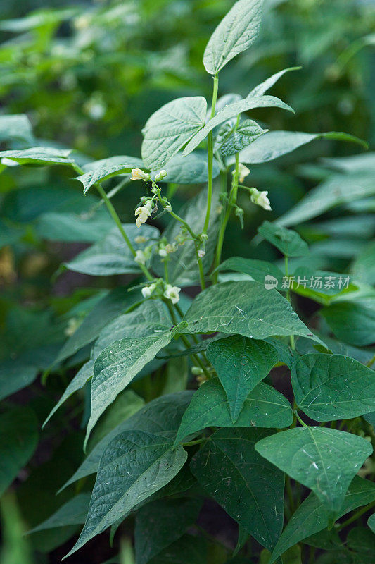 芸豆植物