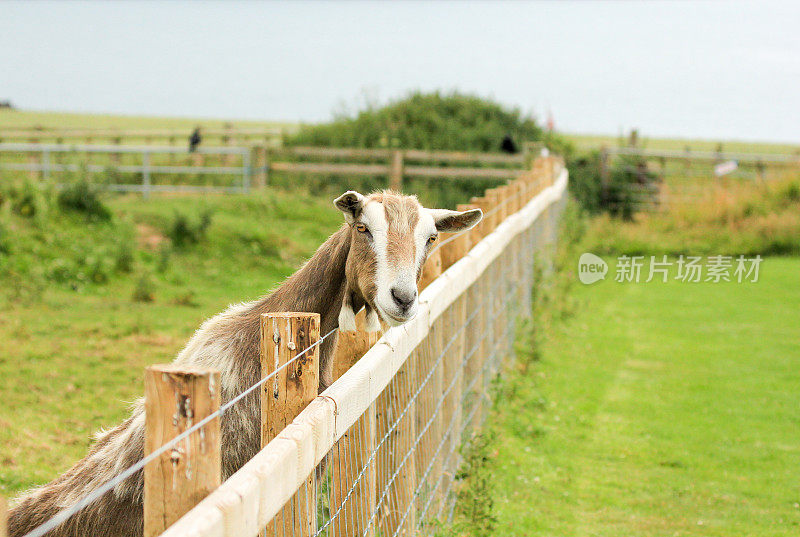 威尔士海边格伯特的山羊