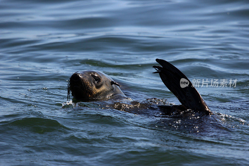 纳米比亚:棕色毛皮海豹在沃尔维斯湾游泳