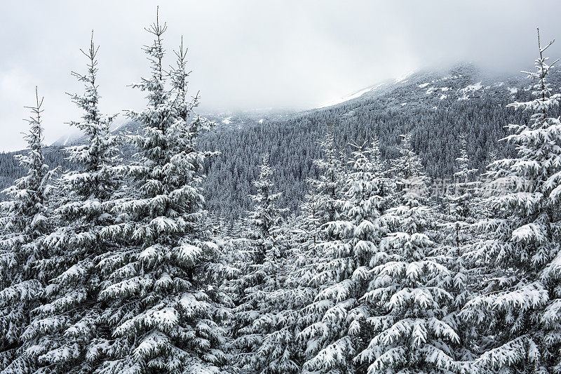 的雪山森林