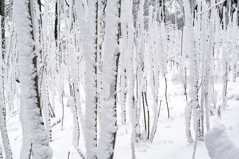 冬天的森林里下雪了