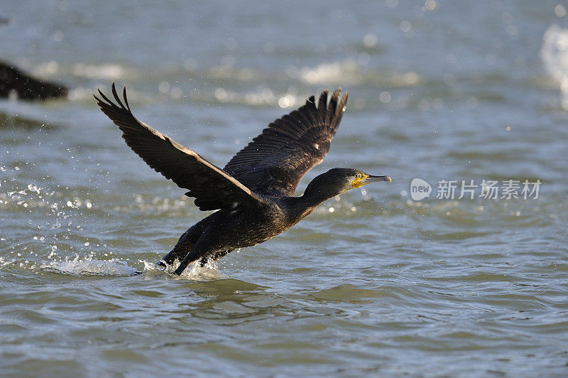 鸬鹚(Phalacrocorax碳水化合物)