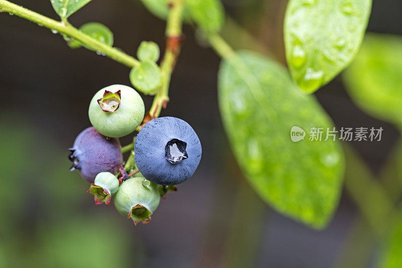 新鲜的蓝莓