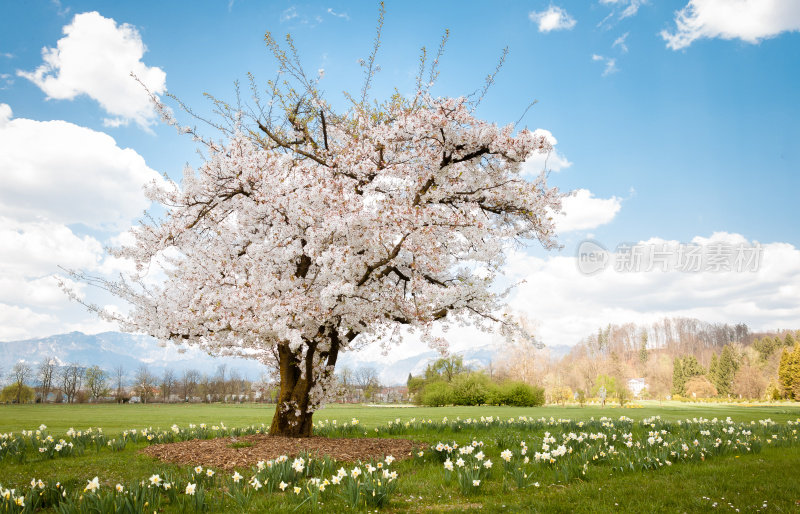 樱花树在水仙花的田野