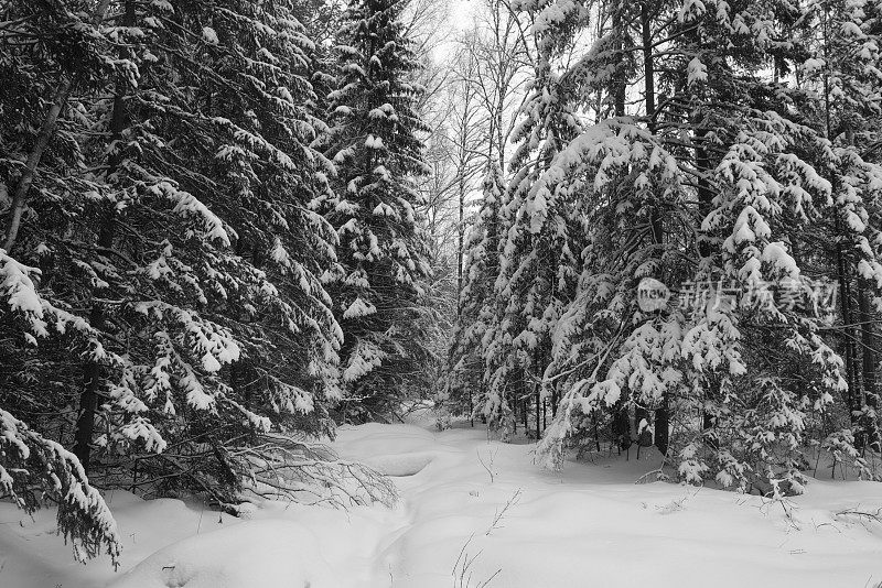 冬天的云杉森林，地上和树上都覆盖着雪。
